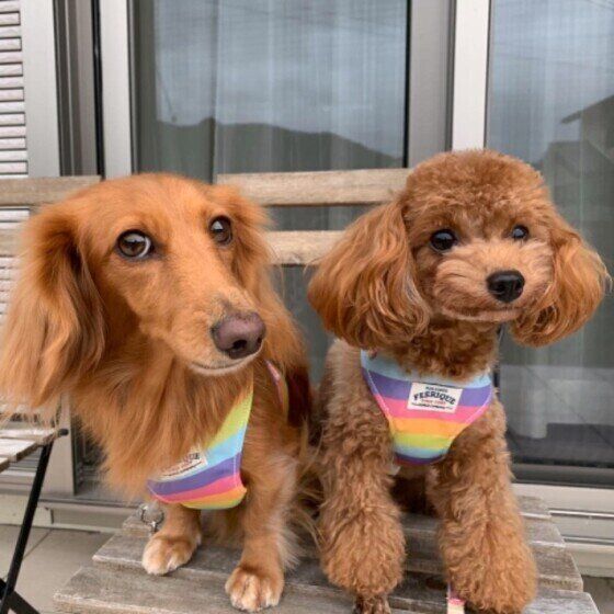 寄り添うトイ・プードルとカニーンヘン・ダックスフンド