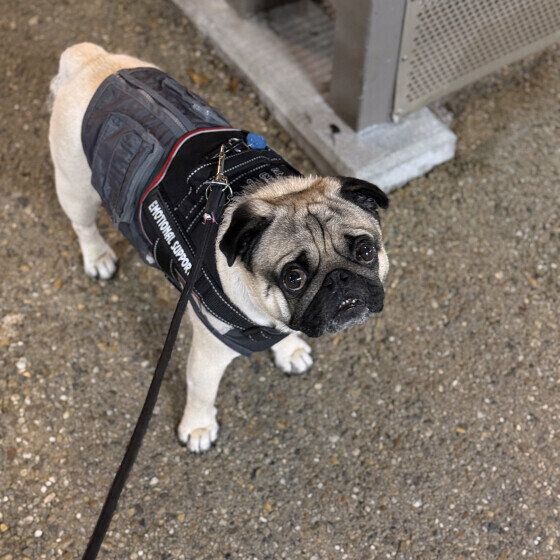 パグのたろいもくん