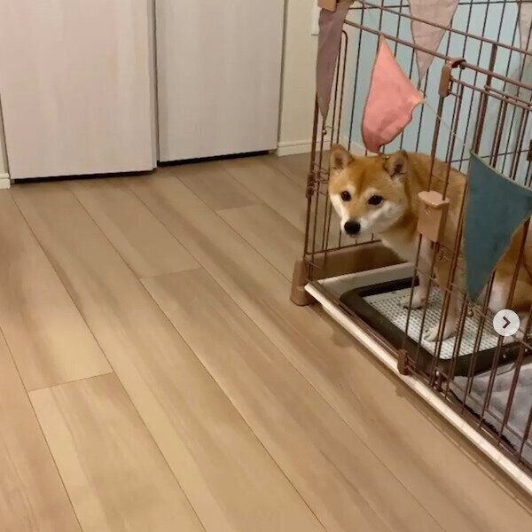 飼い主さんの浮気を知り問い詰めるにこちゃん