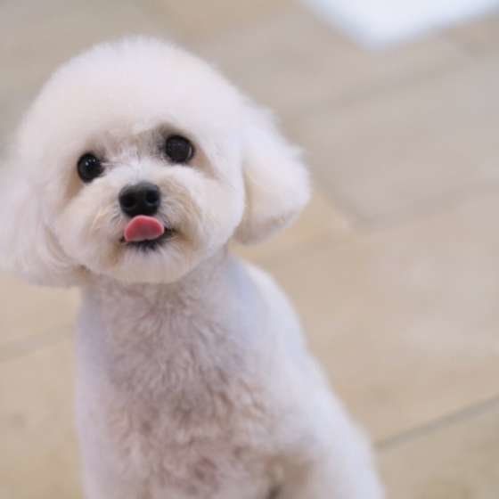 お座りしてるトイプードル