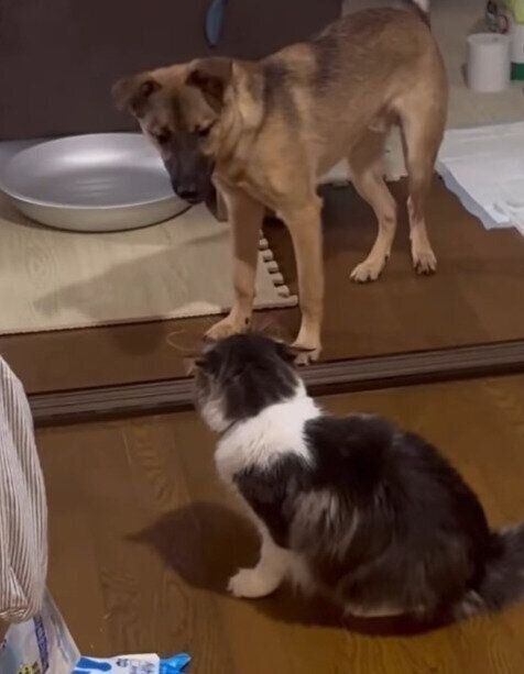 飼い主さんが投稿した動画のひとコマ ガブさんと楽しそうに遊ぶゴンくん