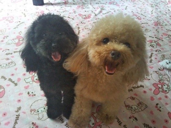 見つめるトイ・プードル