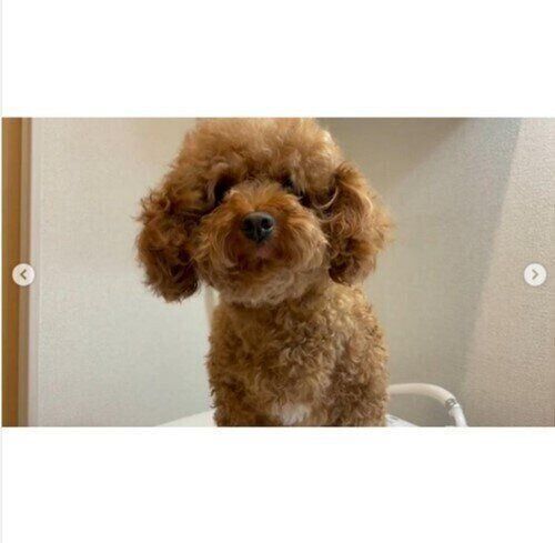 被毛を乾かしたトイ・プードル