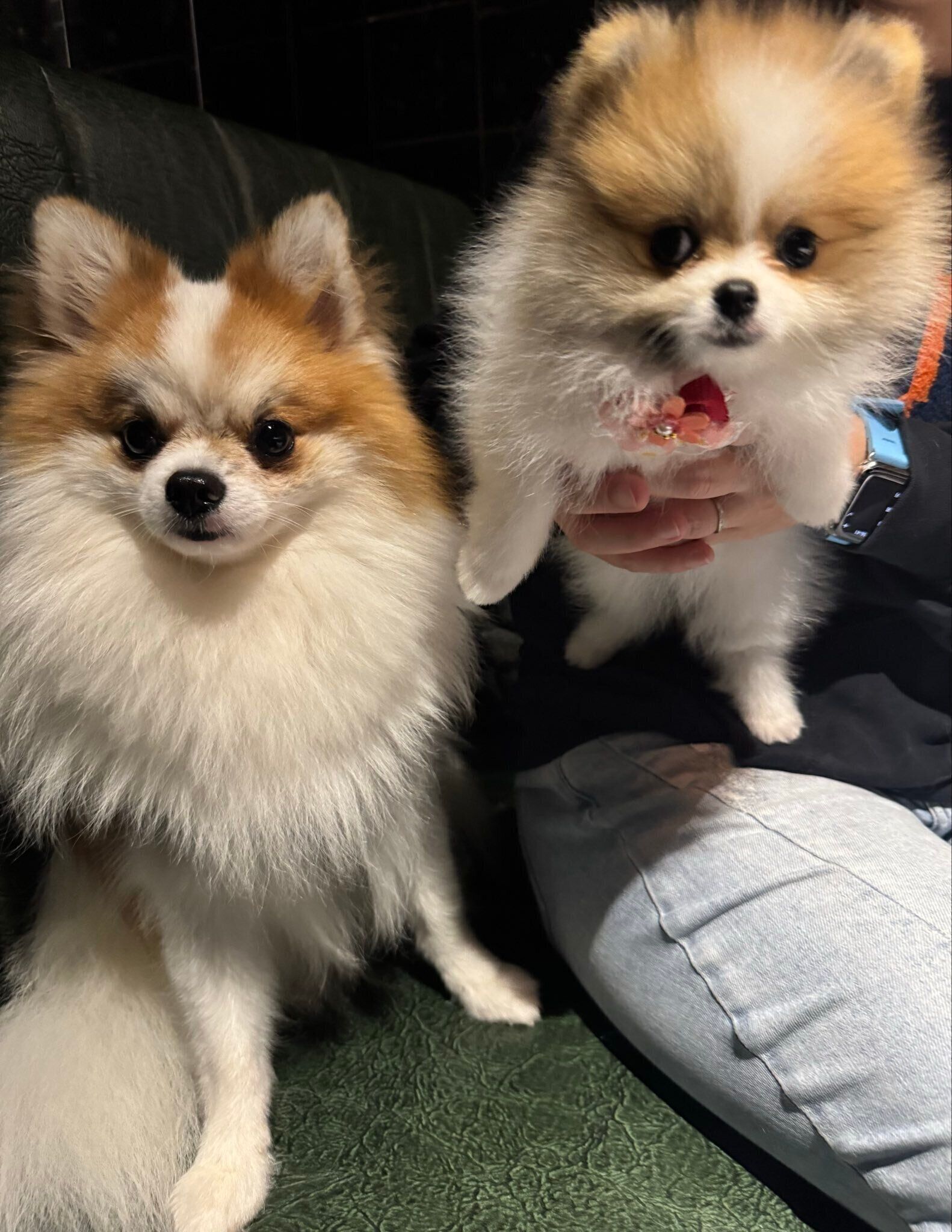 先住犬・てつおくんと、新入り子犬・ダイヤちゃん