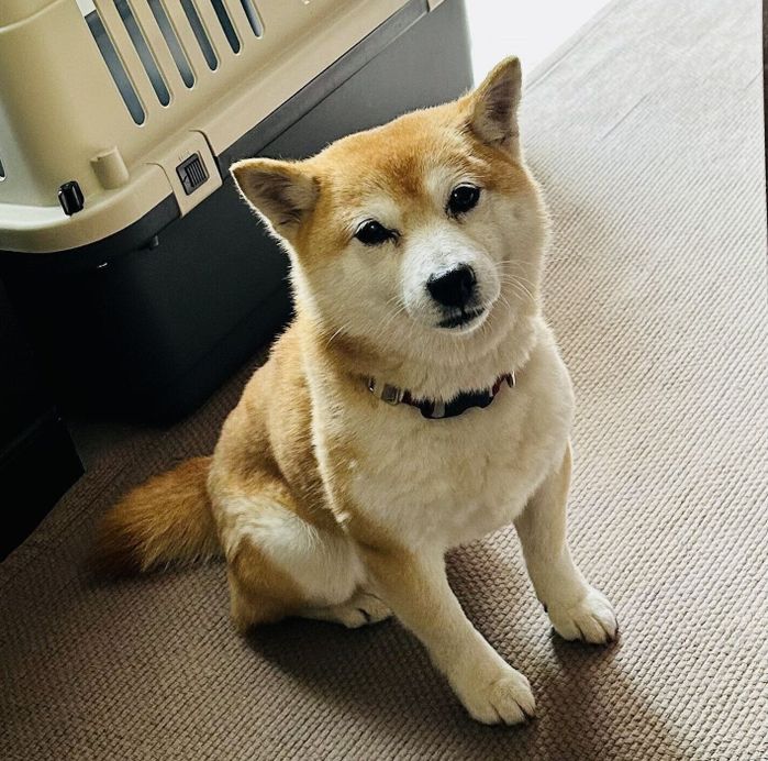 お座りするまりちゃん