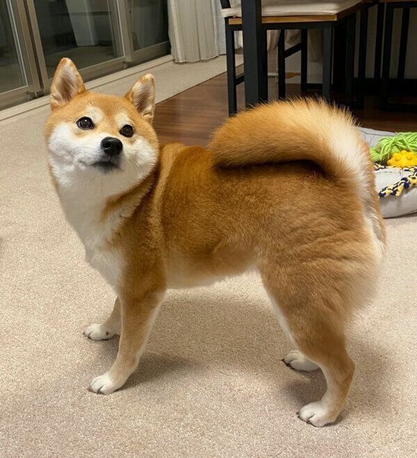 むっちりボディが愛らしいひるねちゃん