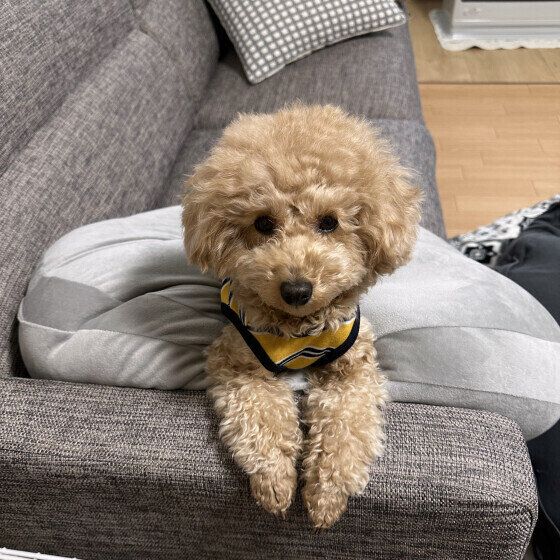 トイ・プードルのコムギちゃん