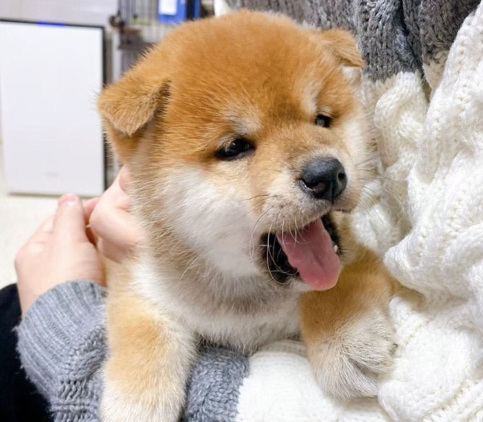 ブリーダーさんのところでもなかまるちゃんと初対面したときの様子