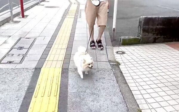 ウキウキで散歩するちくわくん