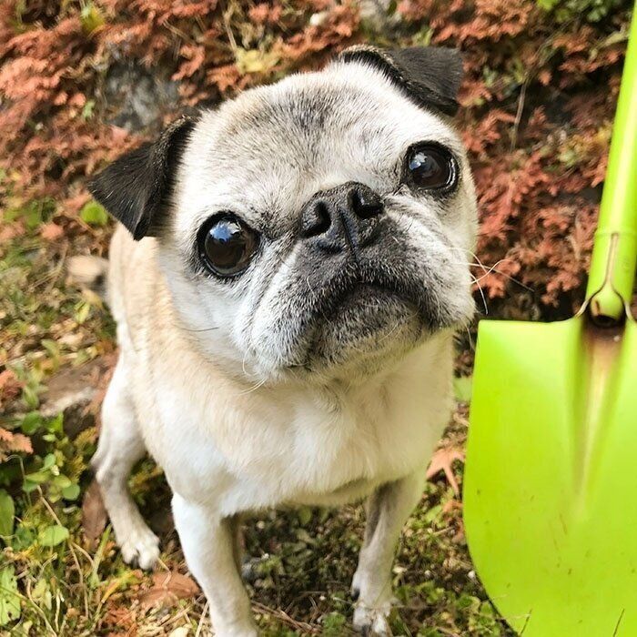 暗闇の不審物 めーが間違われた日のこと 連載 パグ犬 めー Vol 133 いぬのきもちweb Magazine