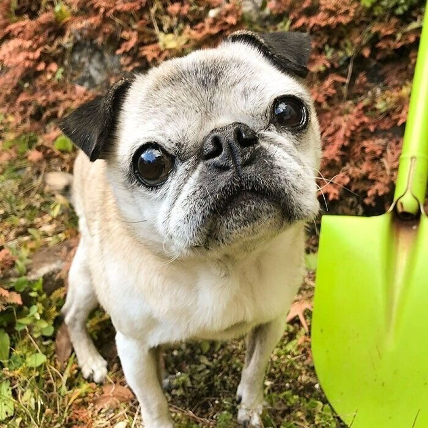 暗闇の不審物 めーが間違われた日のこと 連載 パグ犬 めー Vol 133 いぬのきもちweb Magazine 暗闇の不審物 めーが間違われた日のこと 連載 パグ犬 めー Vol 133 いぬのきもちweb Magazine