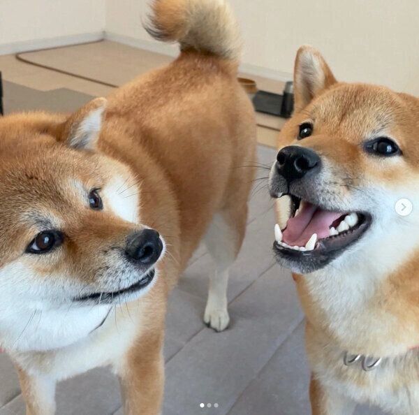 むーちゃんとこーちゃん