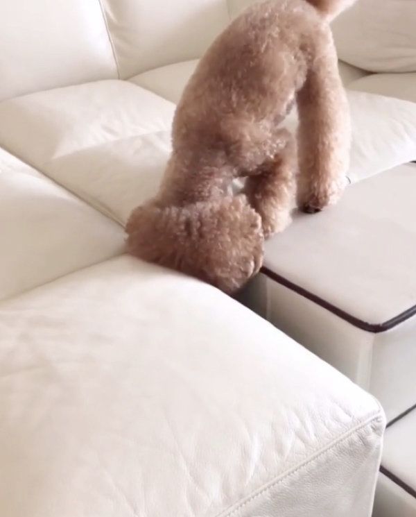 ヘアゴムを探すトイ・プードル