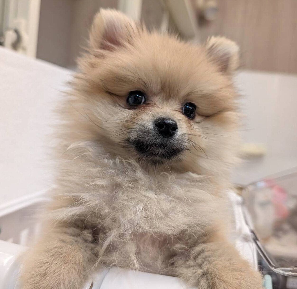 お迎えしたばかりのころのロミくん