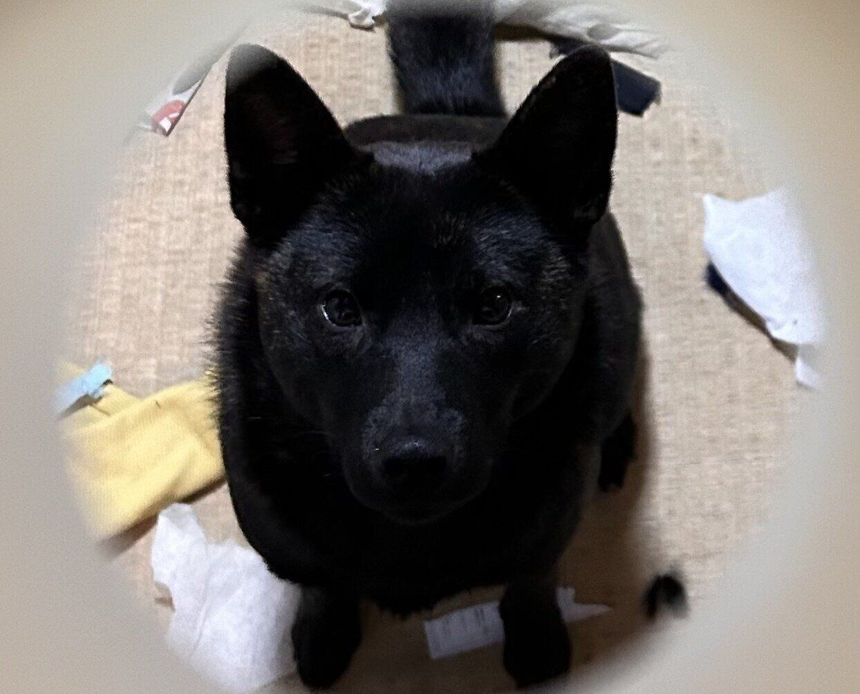 こちらを見ている甲斐犬