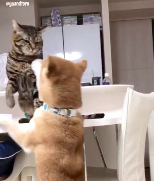 猫に冷たい対応をされる柴犬