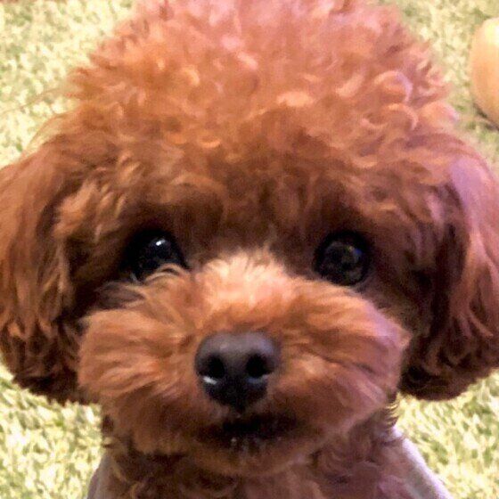 ルーキーくん（トイ・プードル）