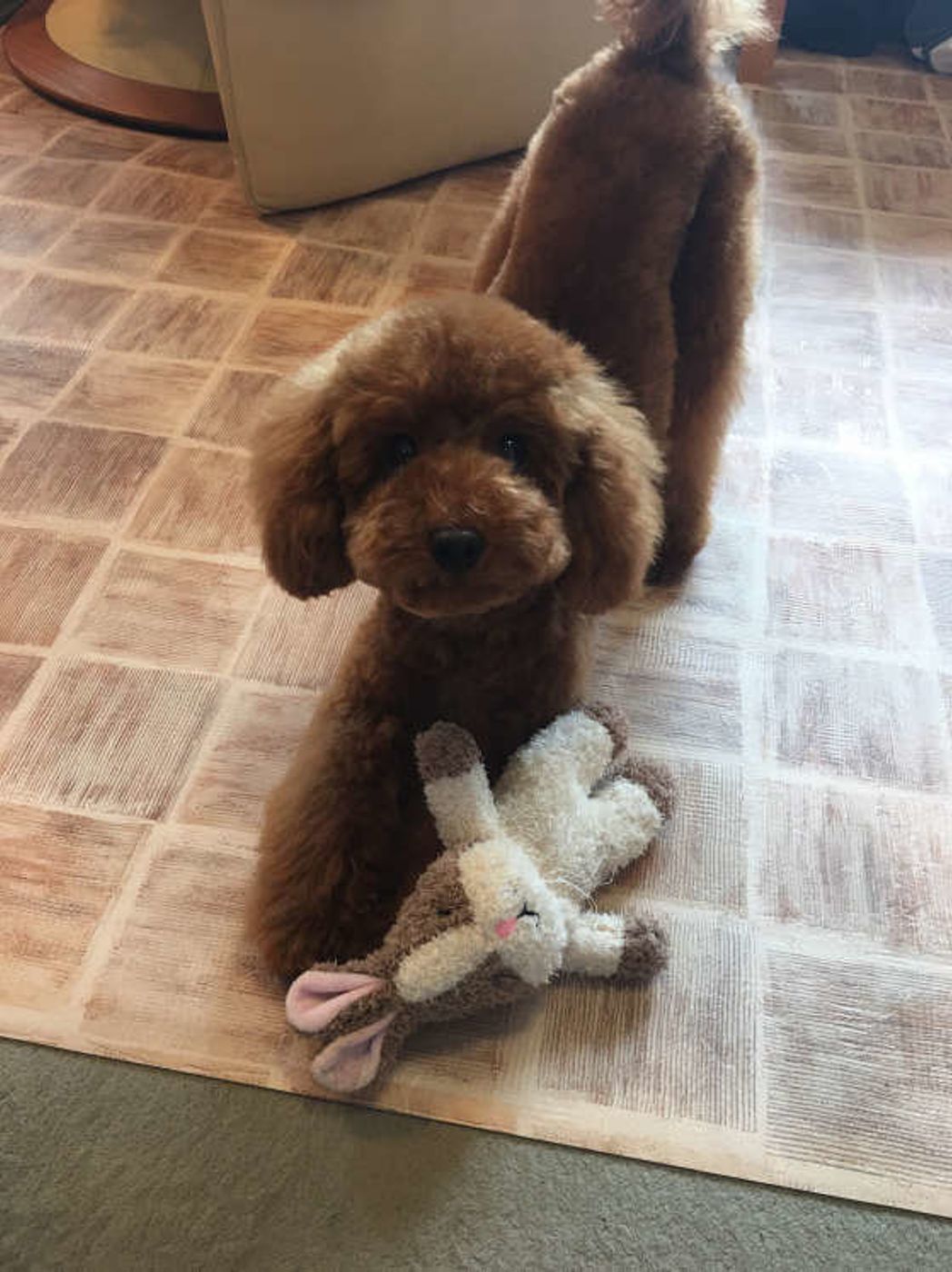 犬がお尻を高く上げる プレイバウ どんな意味があるの いぬのきもちweb Magazine 犬がお尻を高く上げる プレイバウ どんな意味があるの いぬのきもちweb Magazine