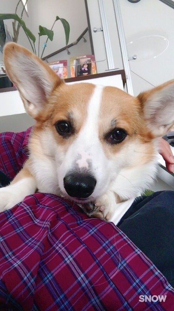 ウェルシュ・コーギー・カーディガンのラルちゃん