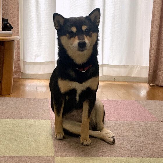 犬の座り方が変？「〇〇座り」 注意すべきポイントとは？ 犬のお姉さん座り いぬのきもち