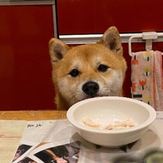 柴のさすけくん