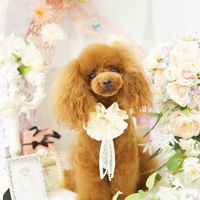 トリミング後の姫華ちゃん♪プリンセスみたいですね♡