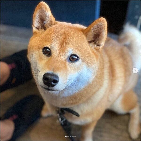 パパさんの足裏を抱き枕にする柴犬 ママさんの正直な感想がおもしろい 笑 いぬのきもちweb Magazine