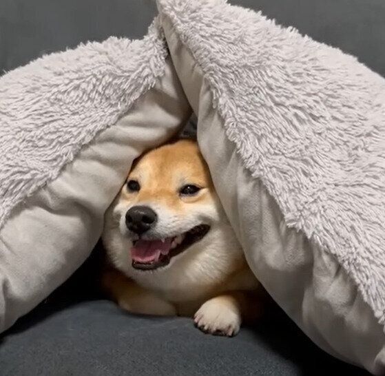 快適だわん!