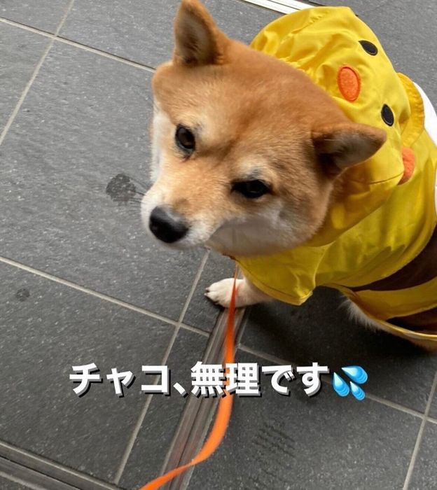 雨の散歩は無理だよ〜