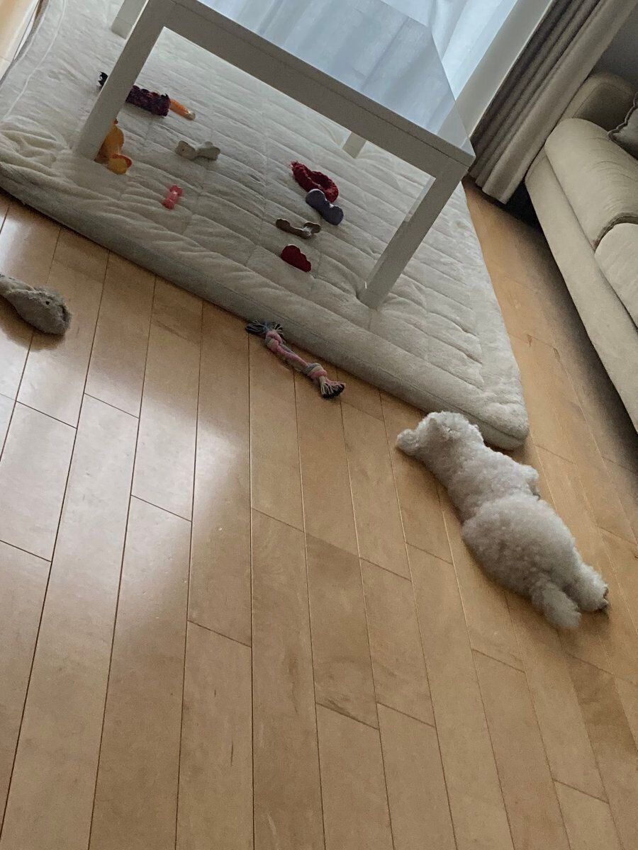 床に横たわるくるるくんとおもちゃ