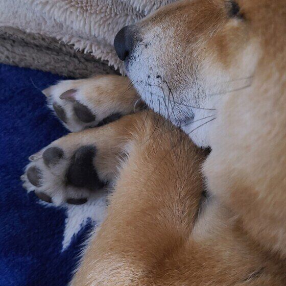 走っている夢を見ているとうま君（柴）