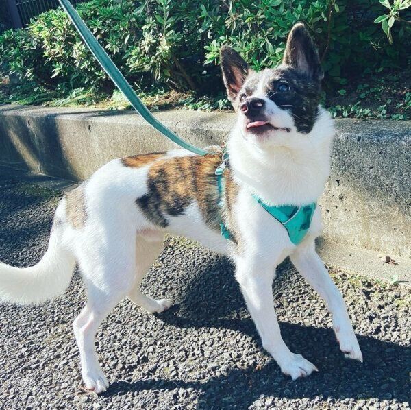 お散歩を楽しむデクちゃん