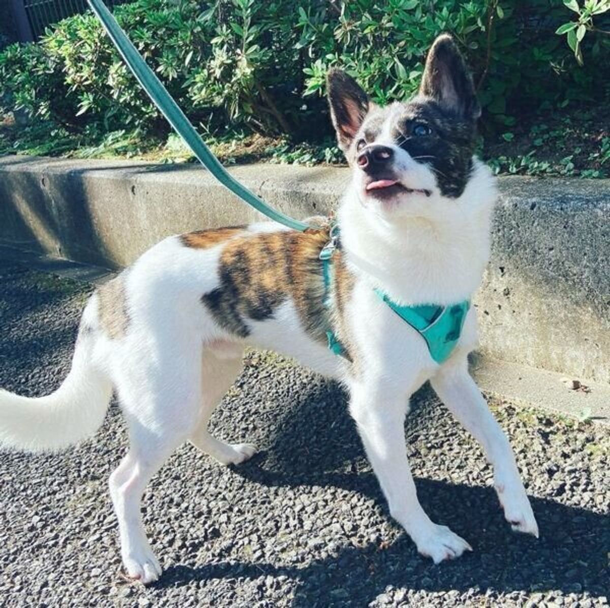 夫婦で話し合いを重ねて迎えた野犬 家族になって1年 ビビリだけどお散歩が大好きなコに成長 いぬのきもちweb Magazine 夫婦で話し合いを重ねて迎えた野犬 家族になって1年 ビビリだけどお散歩が大好きなコに成長 いぬのきもちweb Magazine