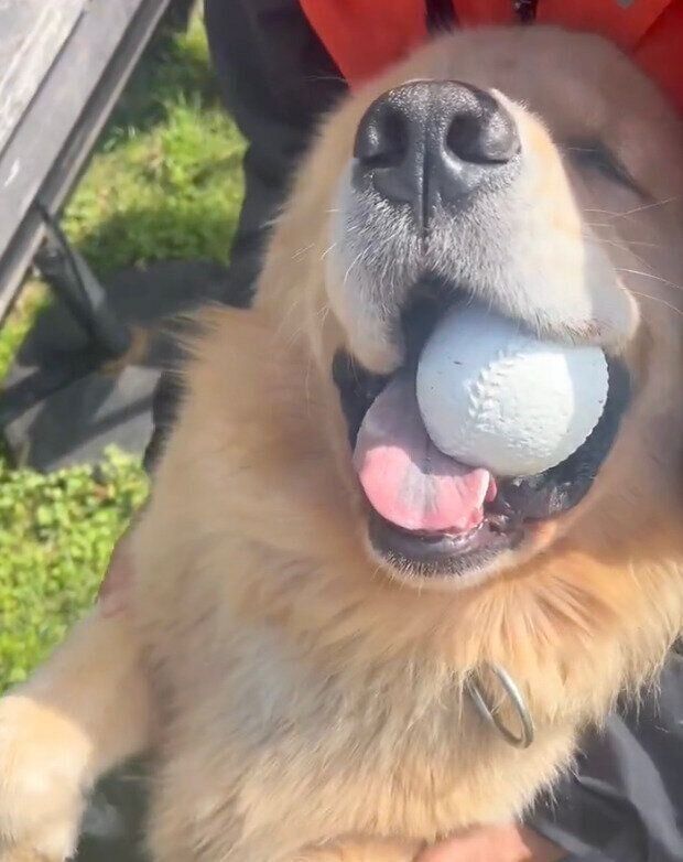 ボールをくわえて楽しそうなポチタくん。