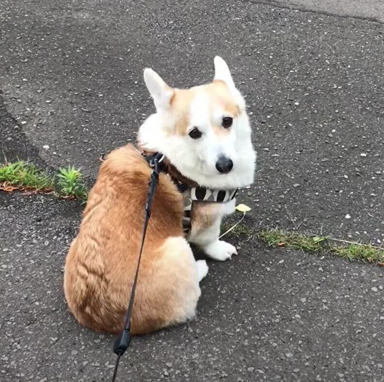 お散歩をストライキするノエちゃん