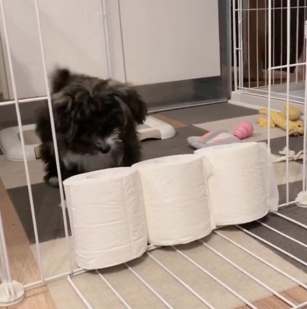 「トイレットペーパーチャレンジ」に挑戦するうにちゃん