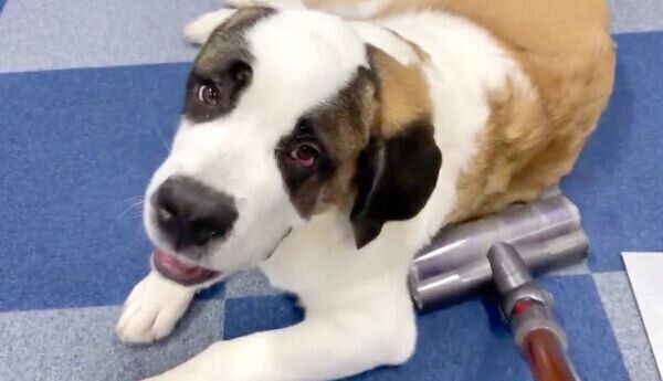 にっこり笑うドーンちゃん