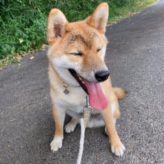 お散歩する柴犬