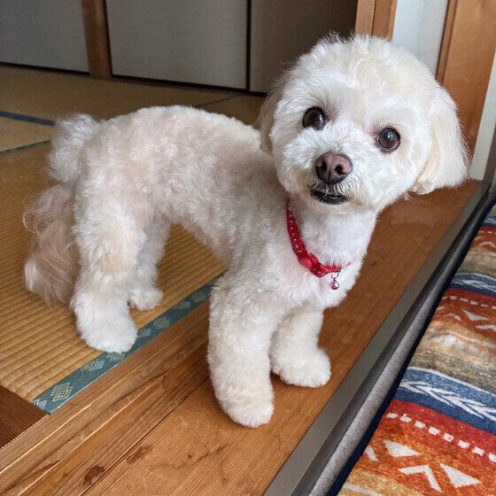 7才の元気なシニア犬！