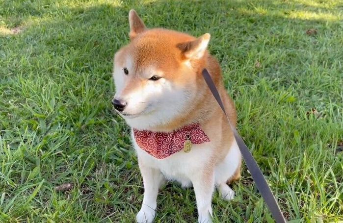 休憩中も情報収集するハルちゃん