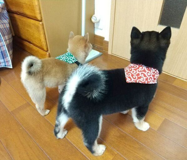 後ろ姿も可愛いさくらちゃん、ゆきちゃん