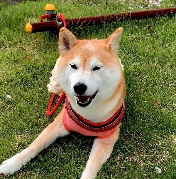 笑顔が可愛いあんずちゃん