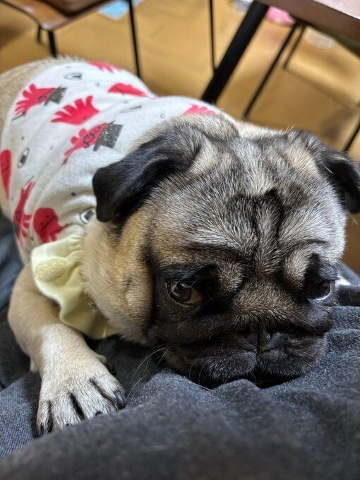 飼い主さんに抱っこされているパグ