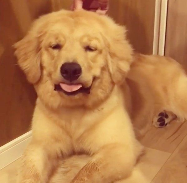 サークルに入りたくないゴールデン・レトリーバー