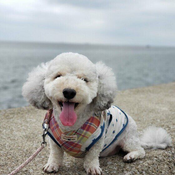 小型犬でも散歩は必要!お散歩不足の犬にはどんなリスクがある? いぬのきもち