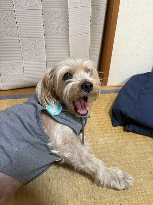 ちいさな体で大きなあくびをする犬