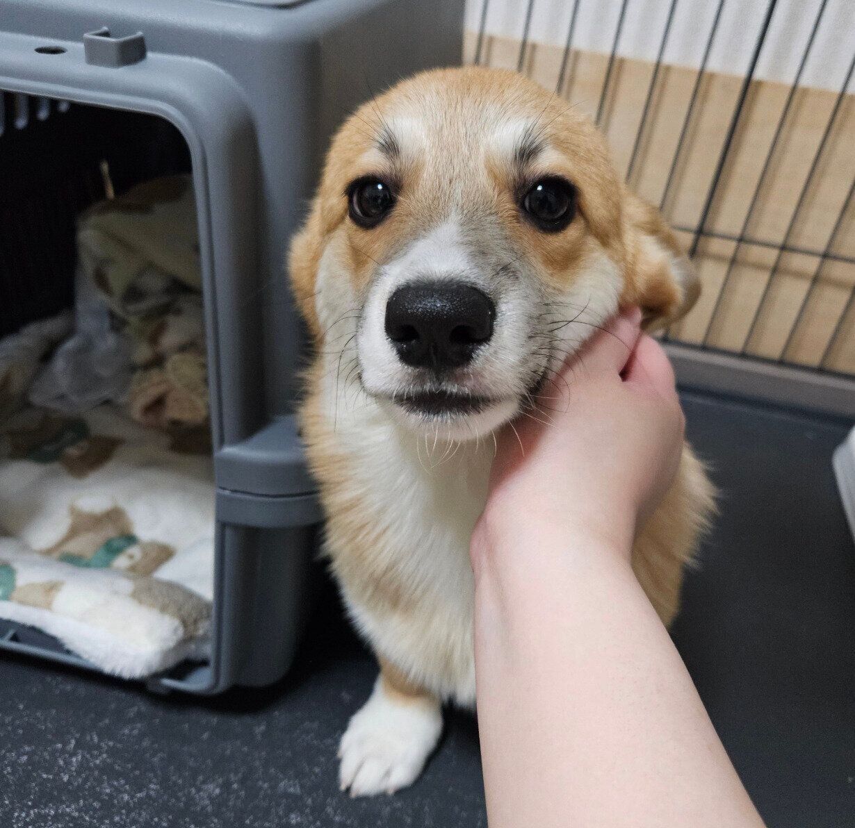 お迎え初日に撮影したタビーくん