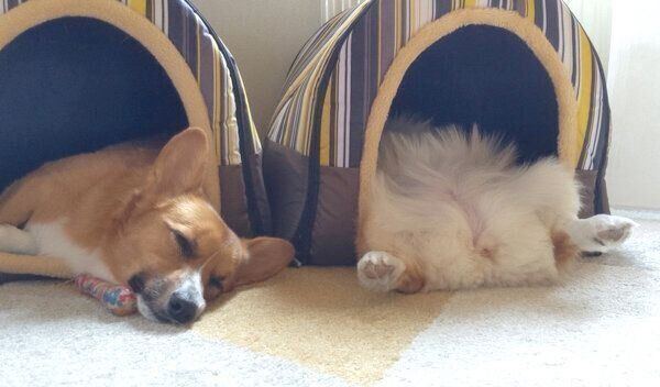 仲良く眠るコーギー兄妹