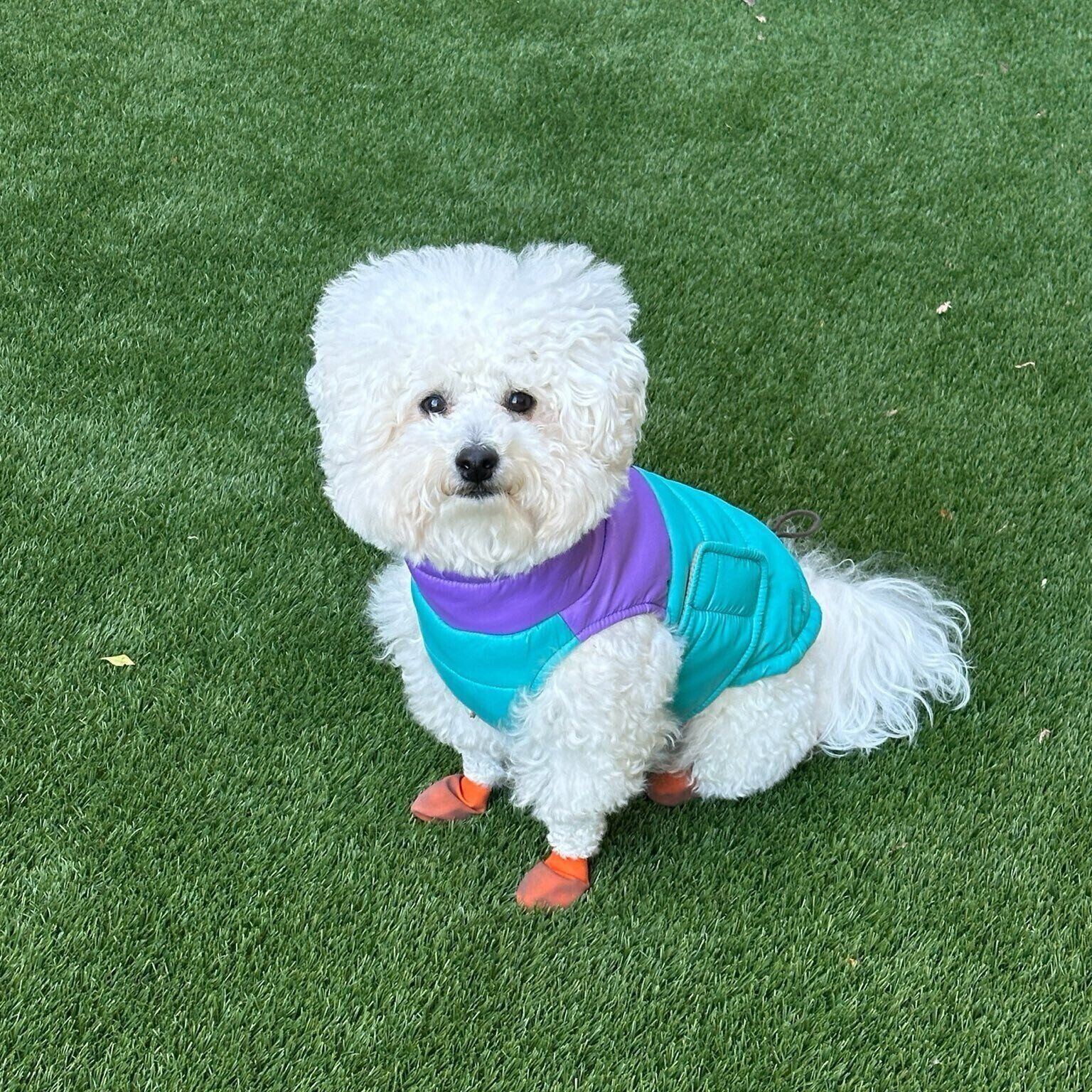 飼い主さんを見つめるむんちゃん