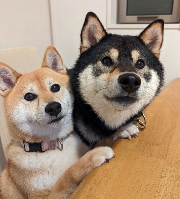 くっつくふうちゃん、りんくん